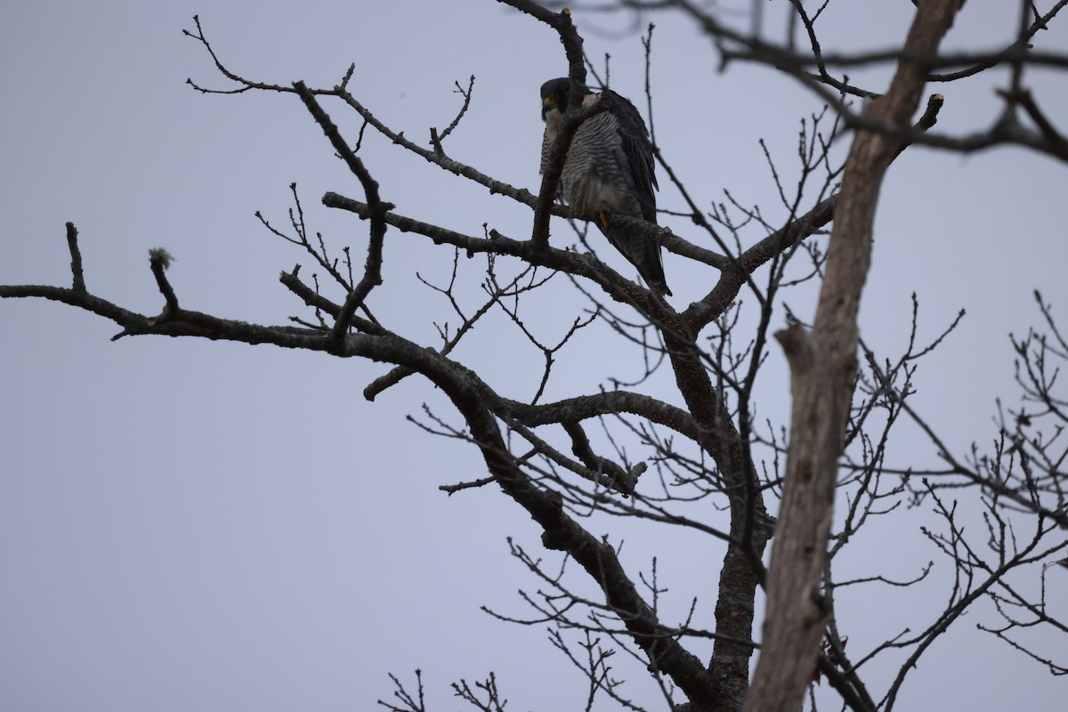 Peregrine Falcon - ML523255551