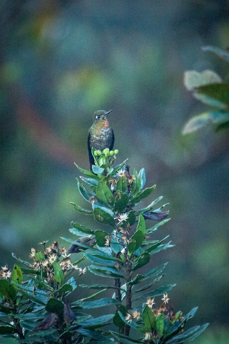 kolibřík dřišťálový - ML523256301