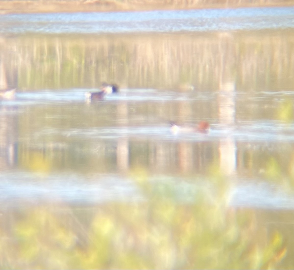 Eurasian Wigeon - ML523256691