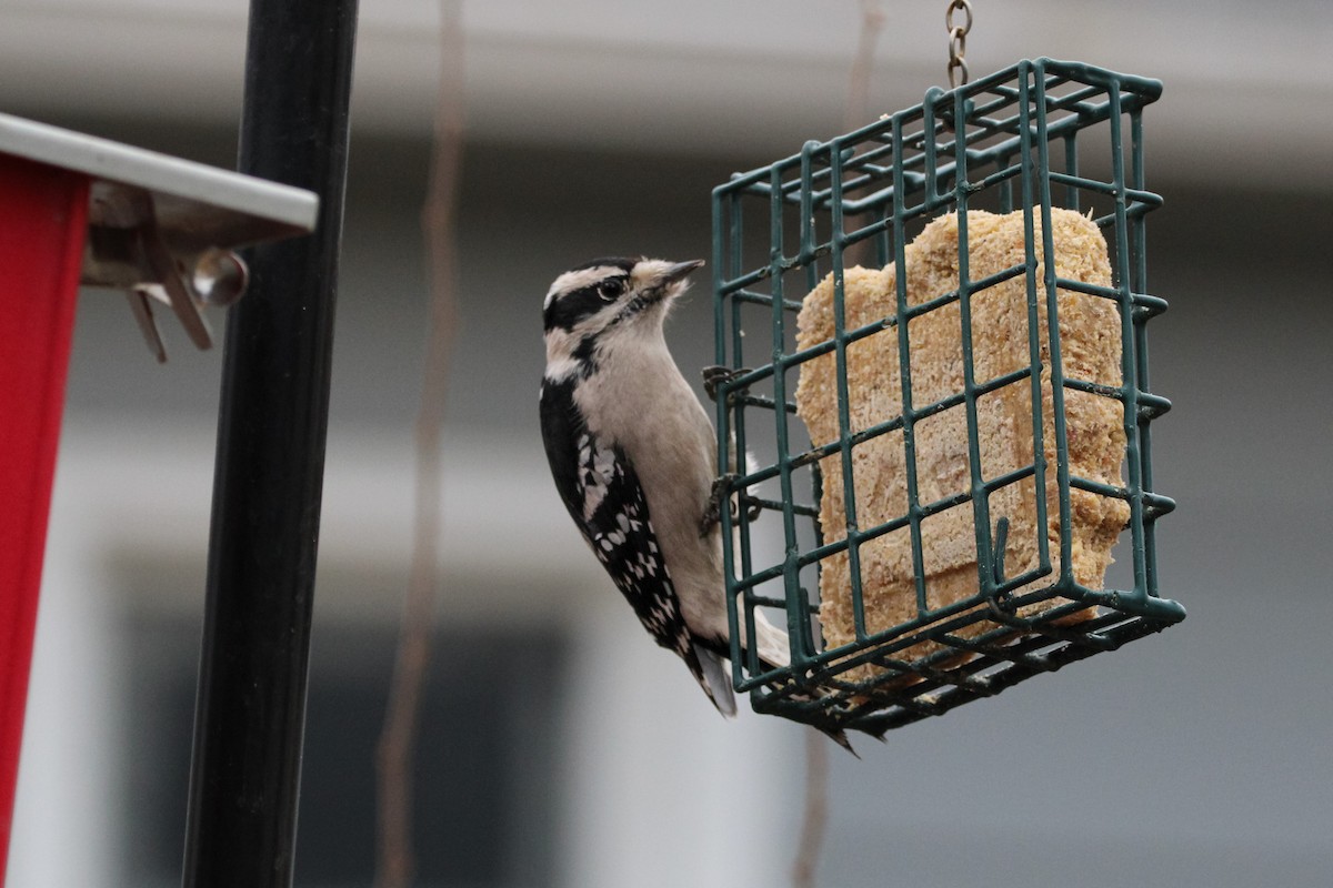 Downy Woodpecker - ML523256731