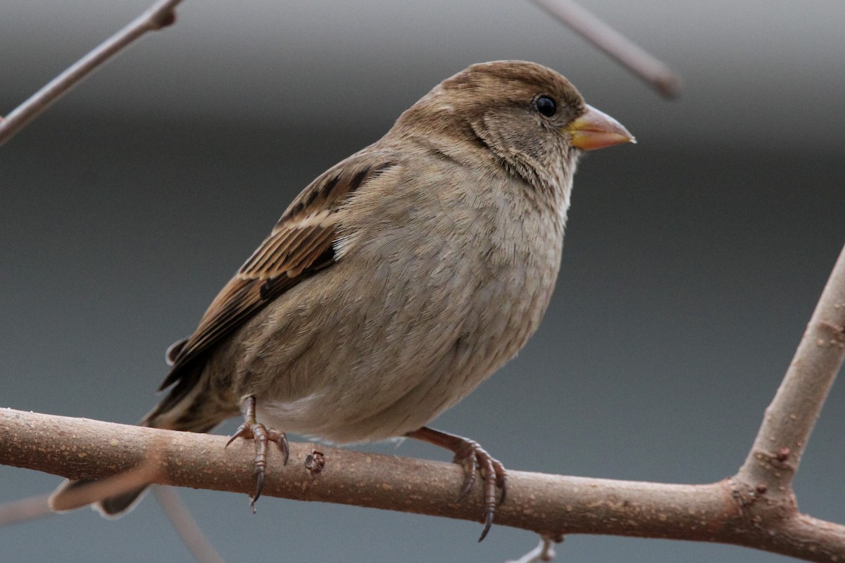 House Sparrow - ML523257091
