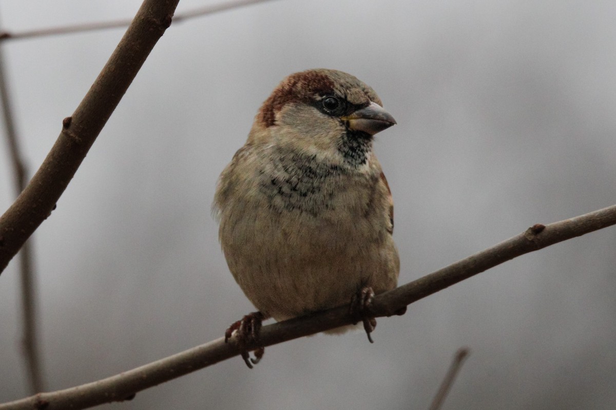 House Sparrow - ML523257101