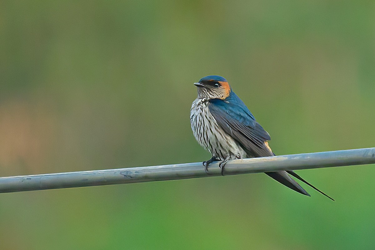 Eastern Red-rumped Swallow (Striated) - ML523257521