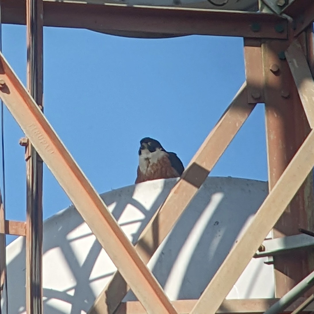 Peregrine Falcon (Shaheen) - ML523257871