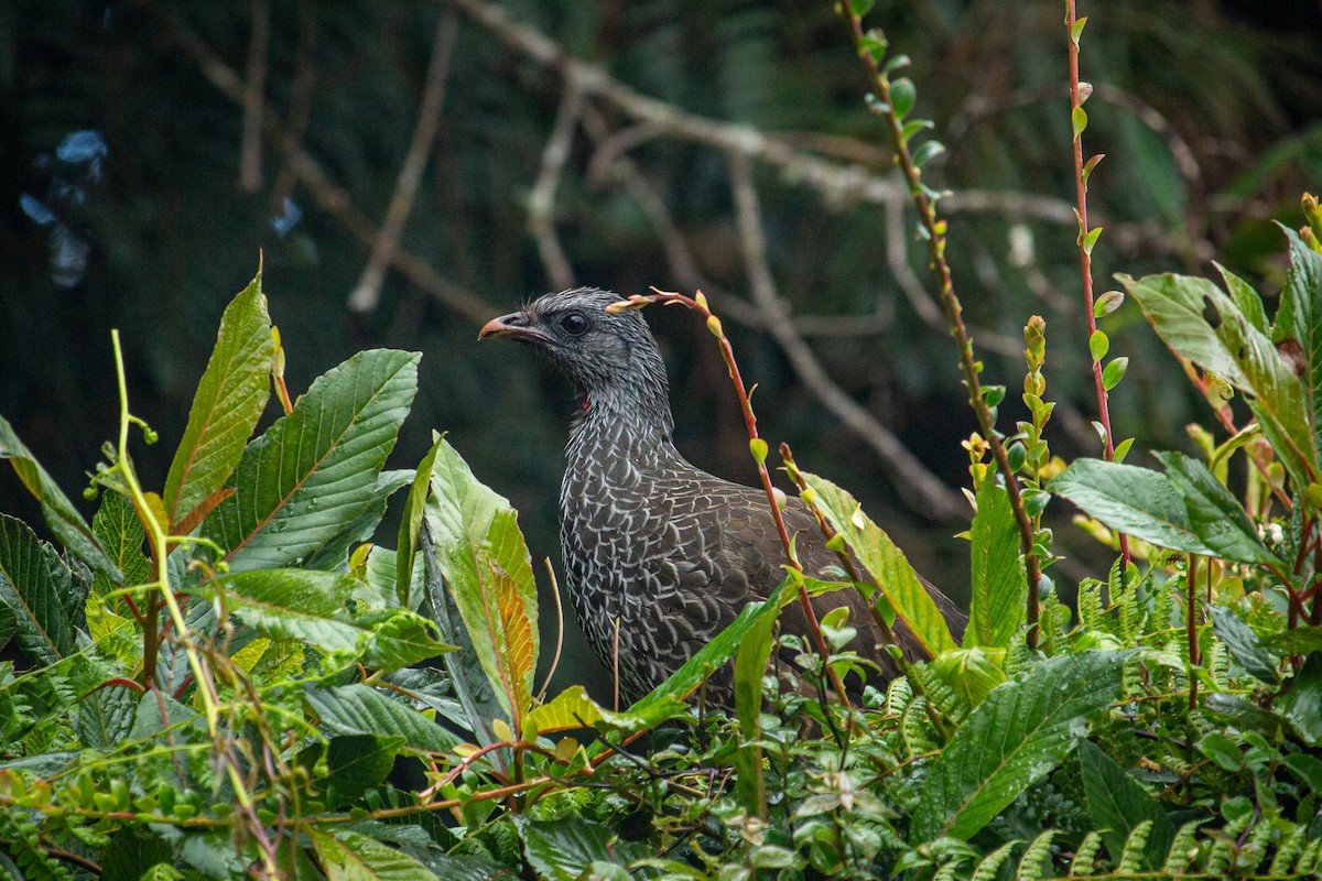 Andean Guan - ML523258491