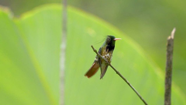 Coqueta Crestinegra - ML523258651