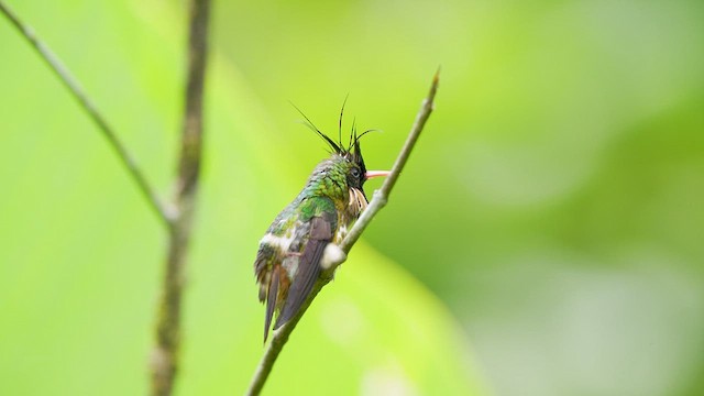 Coqueta Crestinegra - ML523258661