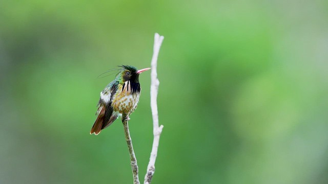 Black-crested Coquette - ML523258671