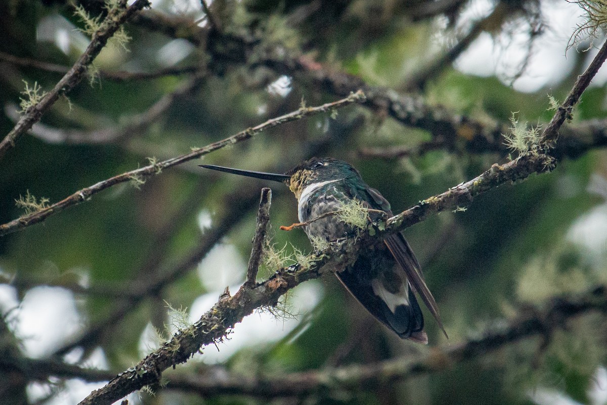 Inca Acollarado (verde) - ML523259831