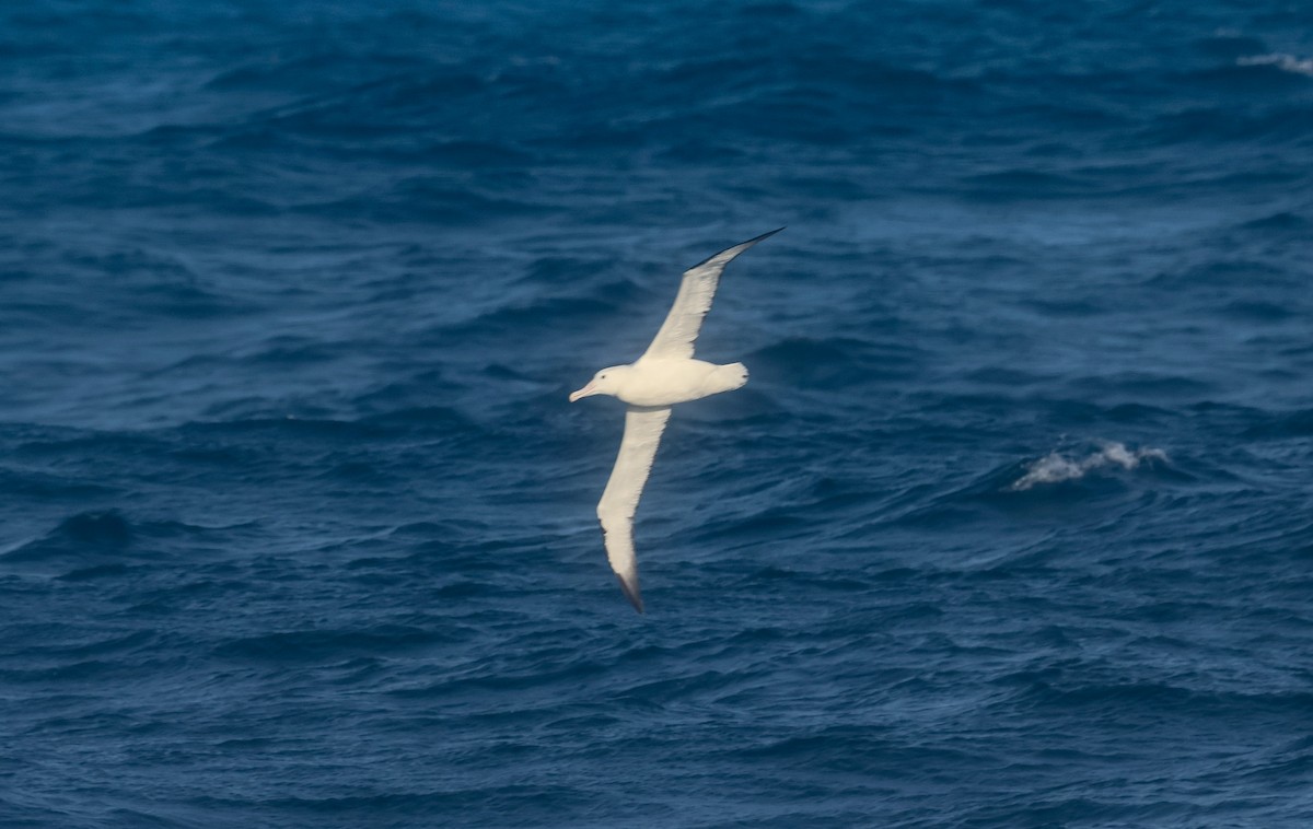 Northern/Southern Royal Albatross - ML523260971