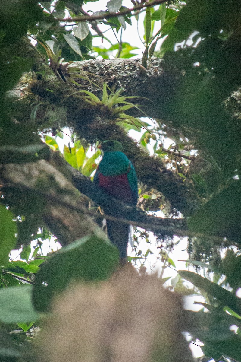 Quetzal Cabecidorado - ML523261061