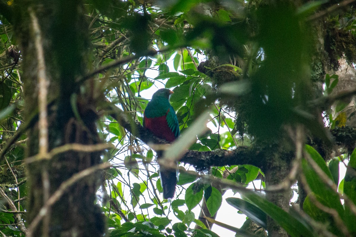 Quetzal Cabecidorado - ML523261081