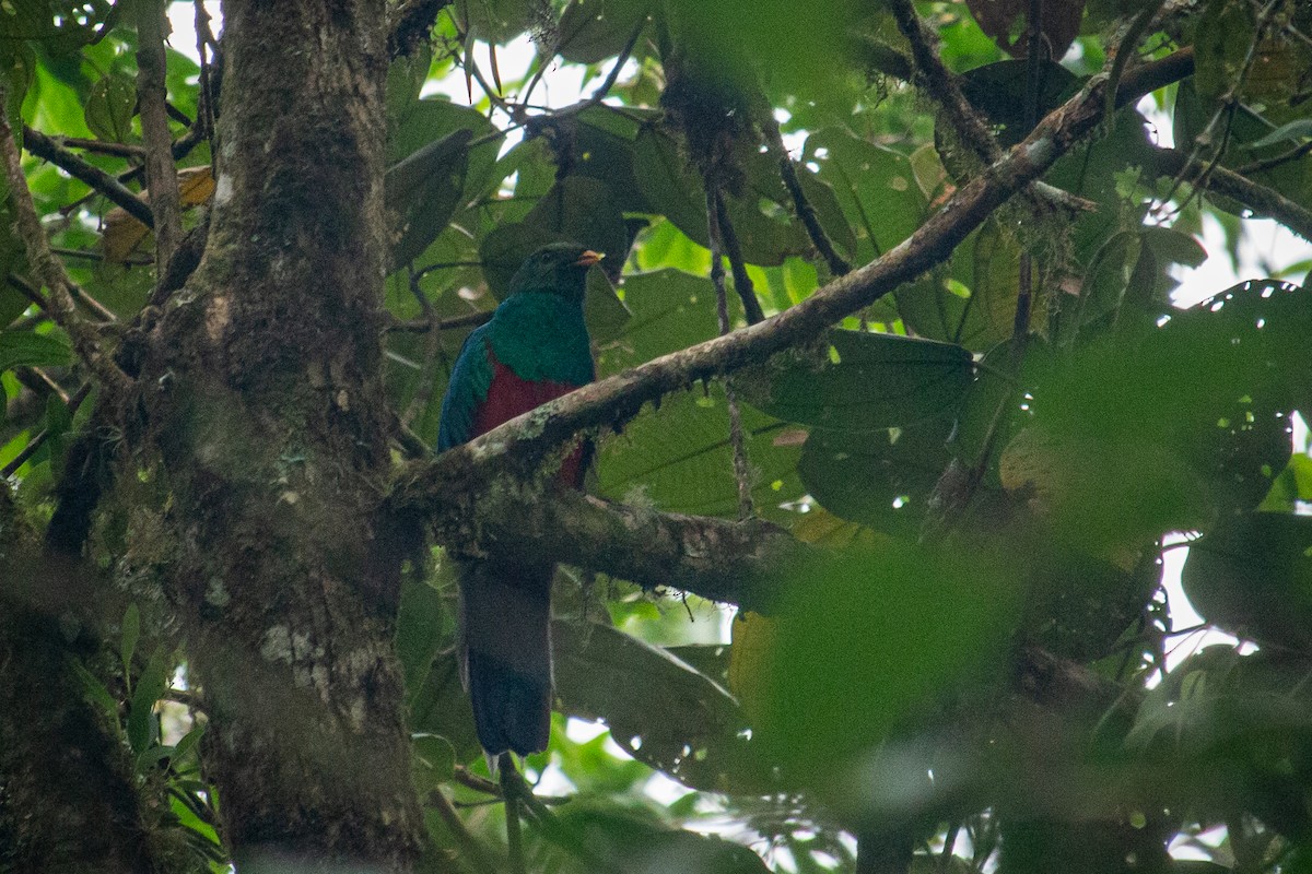Quetzal Cabecidorado - ML523261091