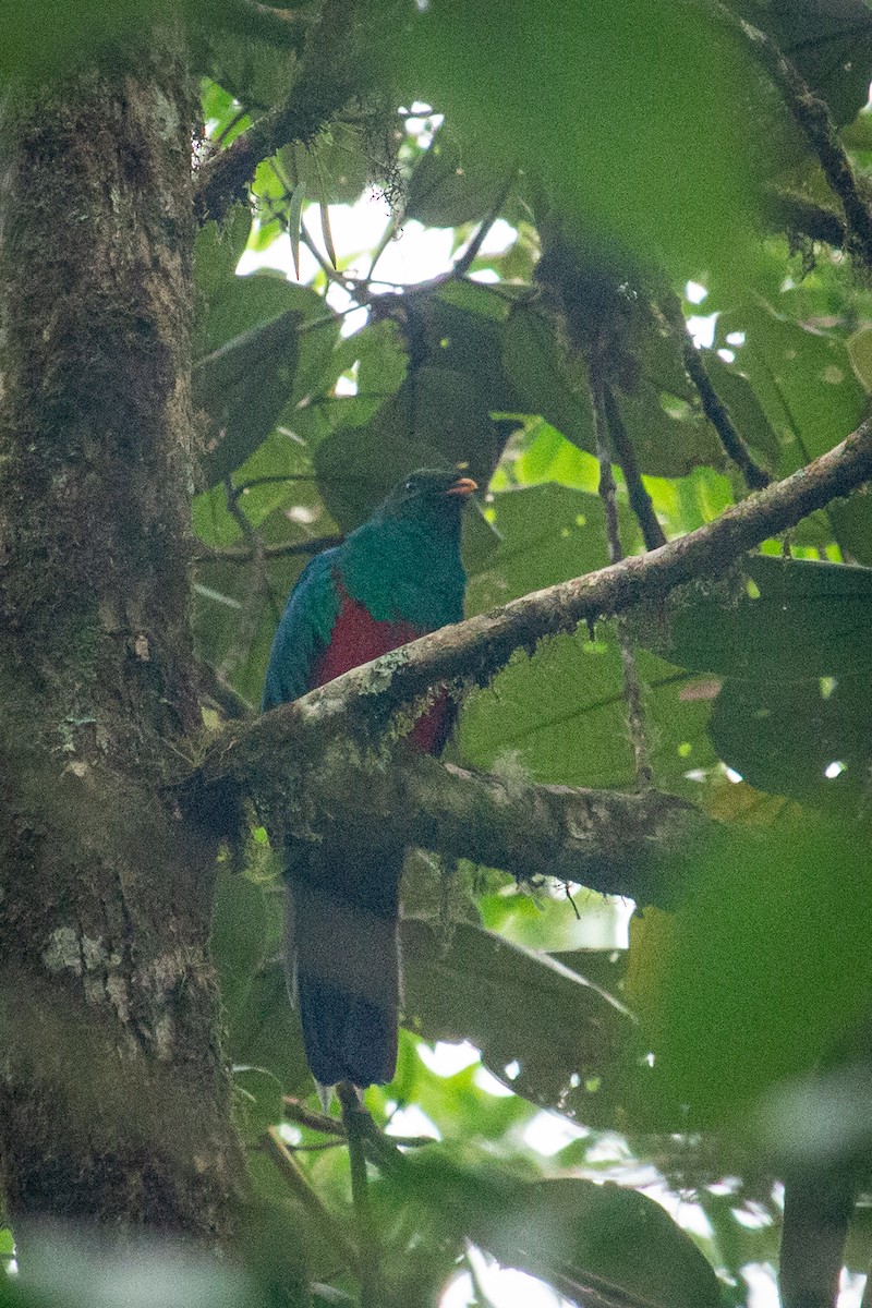 Quetzal Cabecidorado - ML523261101