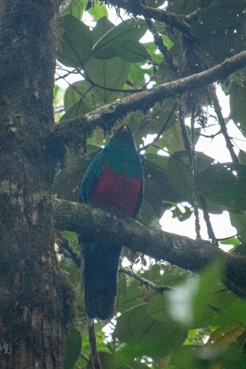 Quetzal Cabecidorado - ML523261111
