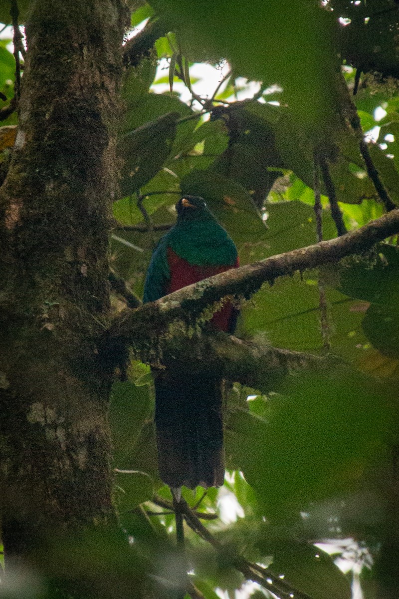 Quetzal Cabecidorado - ML523261121