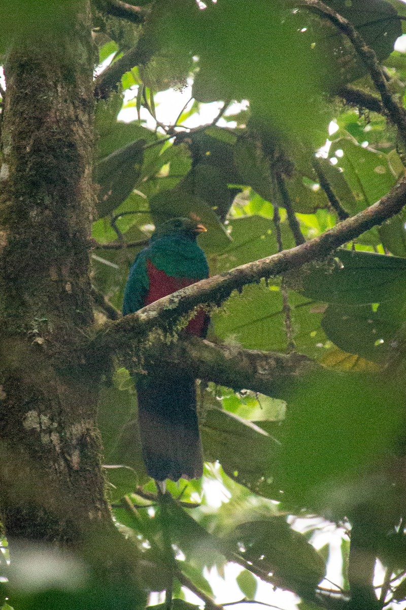 Quetzal Cabecidorado - ML523261131