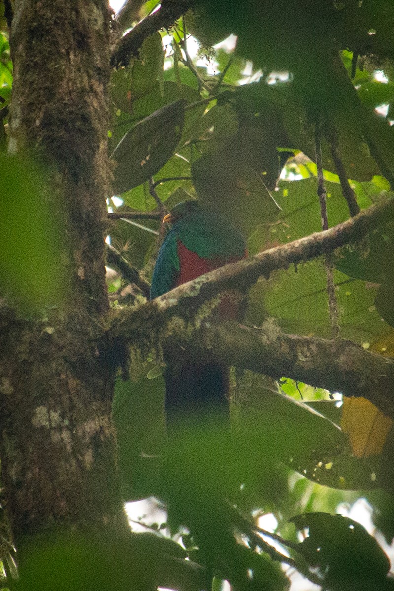 Quetzal Cabecidorado - ML523261141
