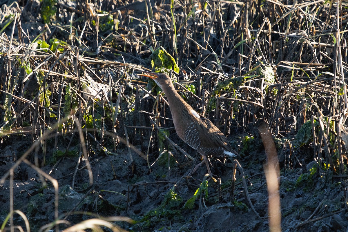 Ridgway's Rail - Laura Ibarra