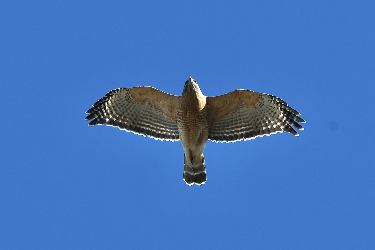 Red-shouldered Hawk (lineatus Group) - ML523264401