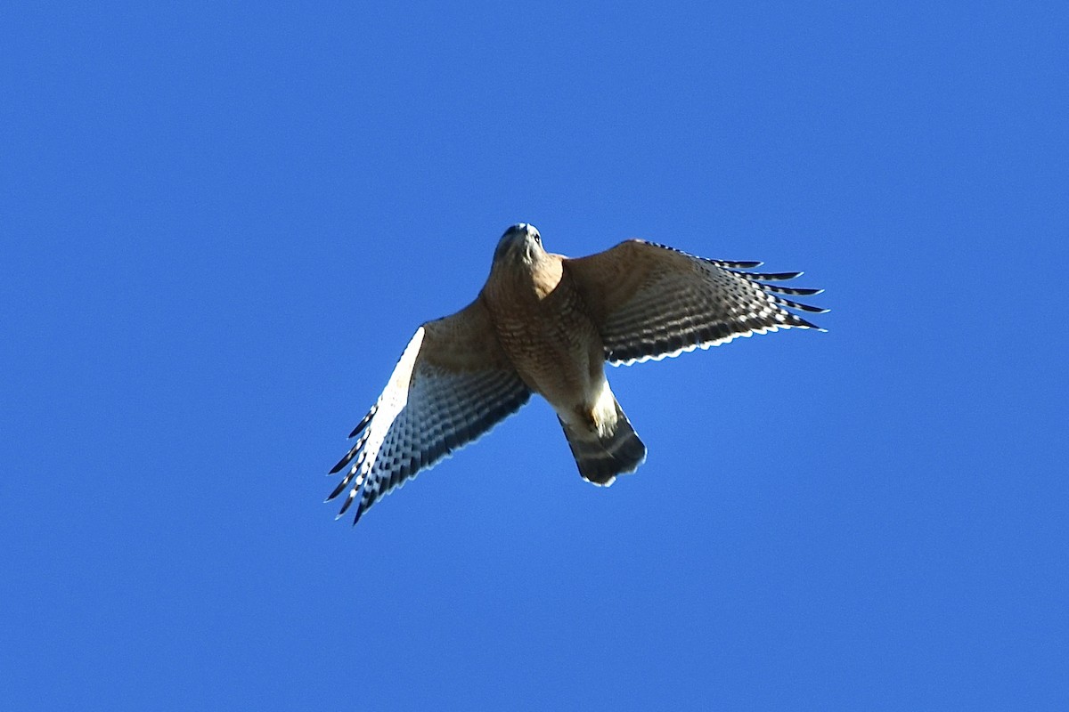 Red-shouldered Hawk (lineatus Group) - ML523264411