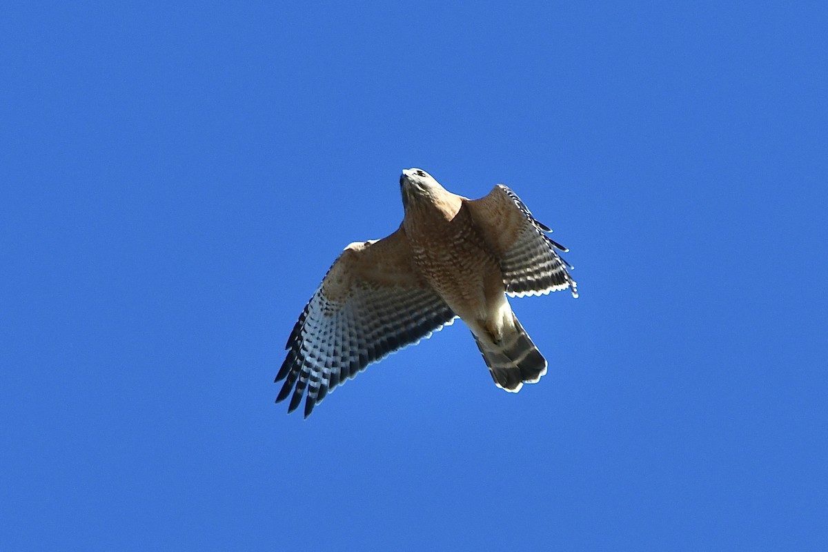 Red-shouldered Hawk (lineatus Group) - ML523264421