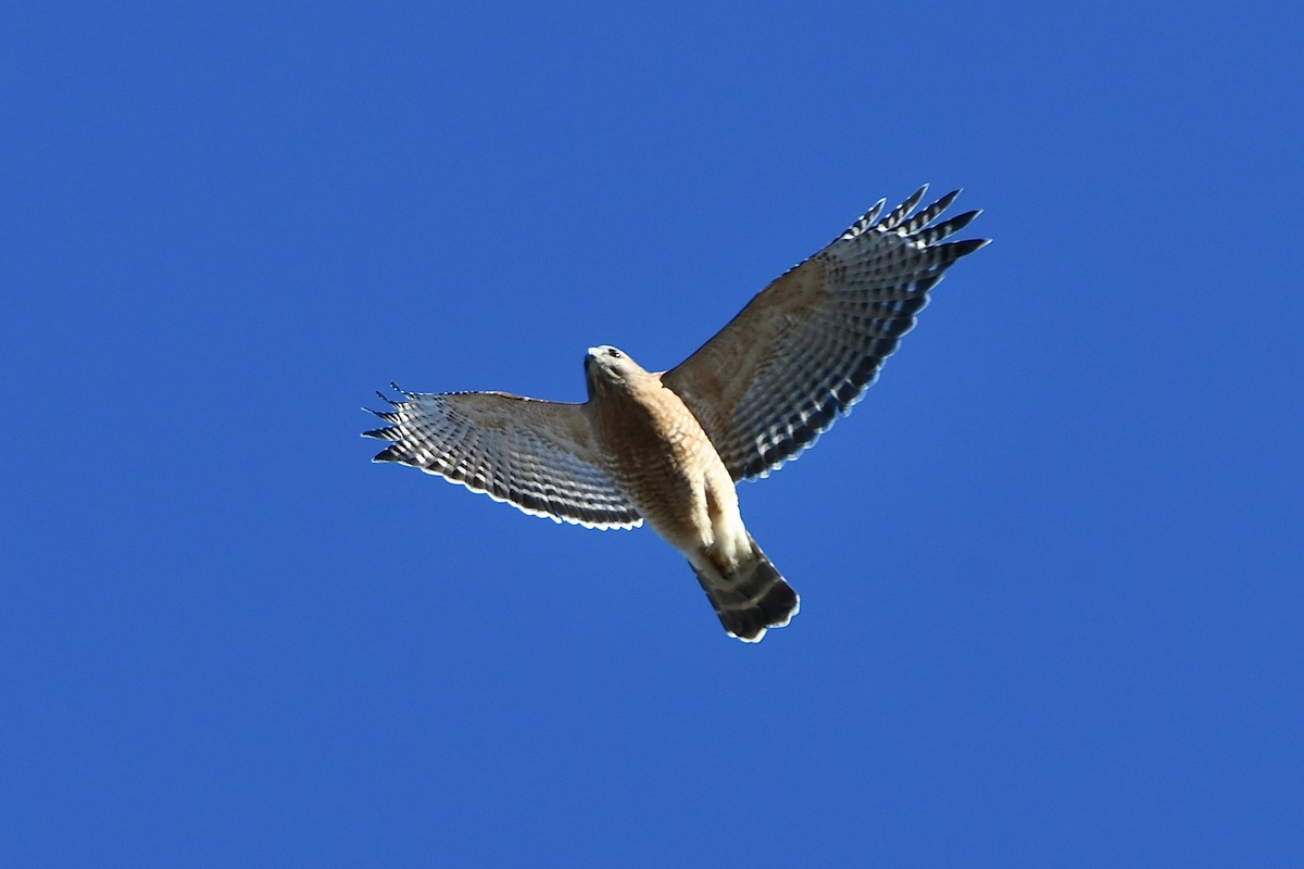 Red-shouldered Hawk (lineatus Group) - ML523264441
