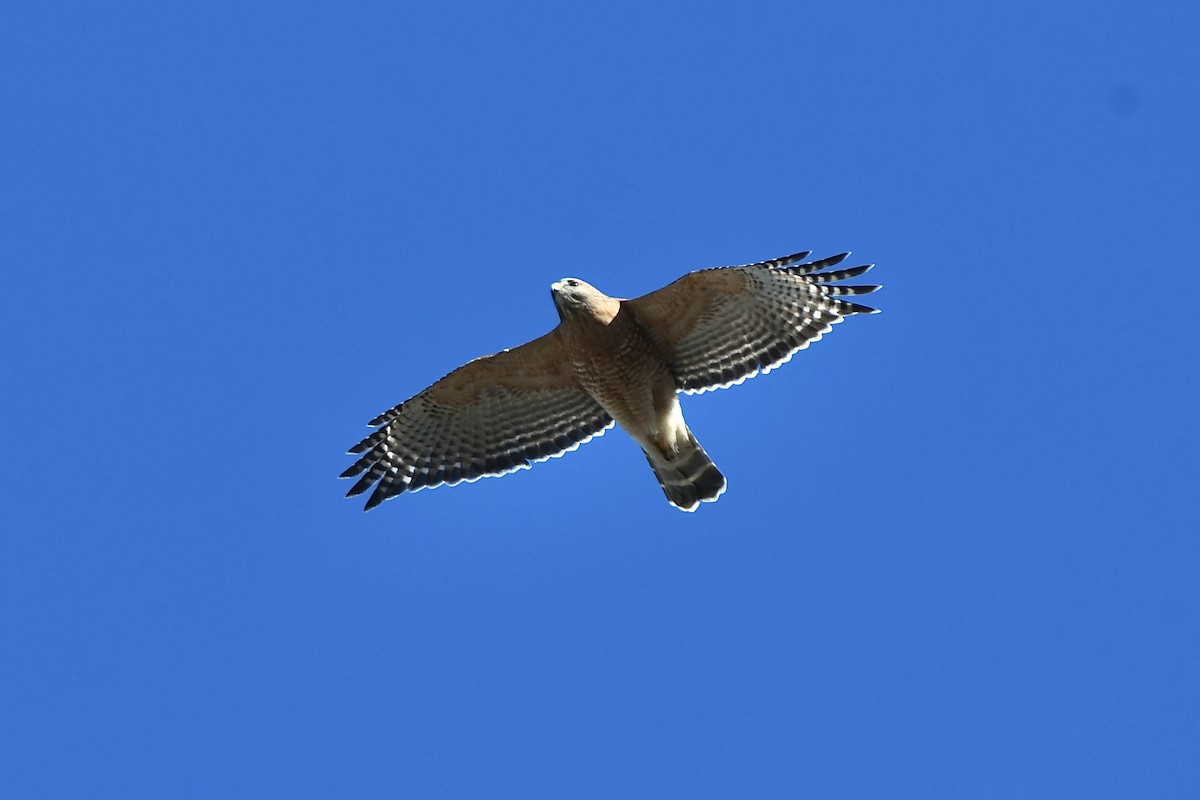 Red-shouldered Hawk (lineatus Group) - ML523264461
