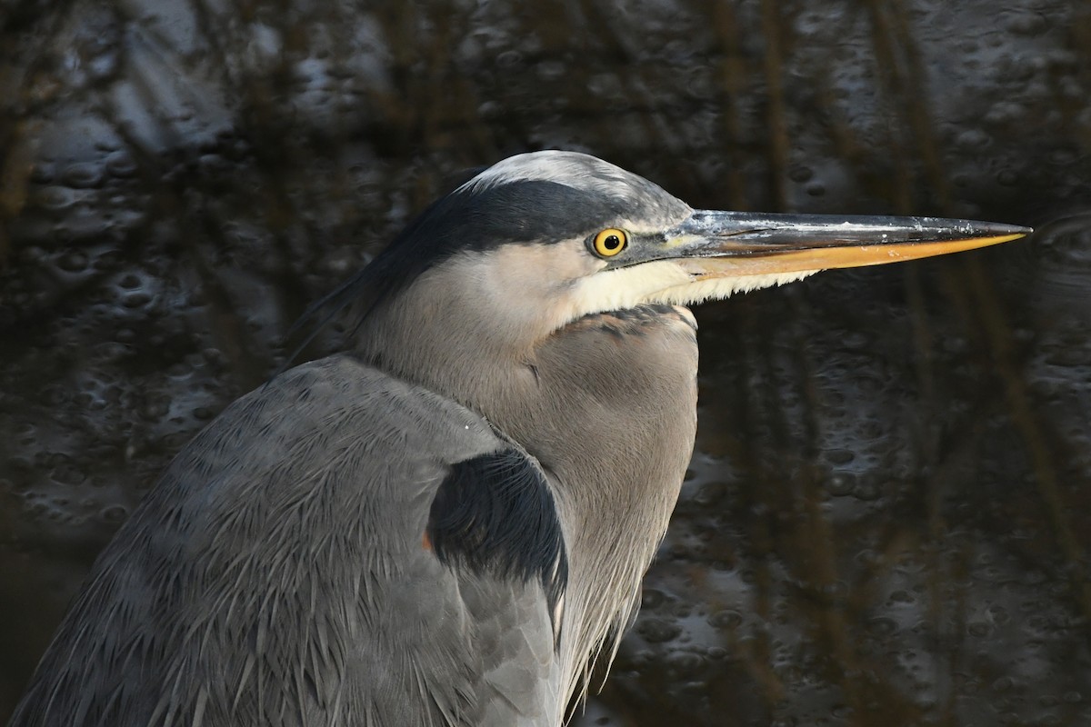 Great Blue Heron (Great Blue) - ML523264951