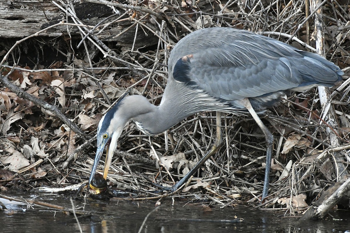 Great Blue Heron (Great Blue) - ML523264981