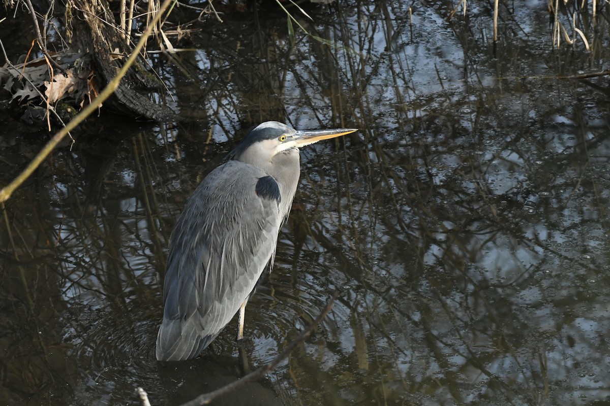 Great Blue Heron (Great Blue) - ML523264991