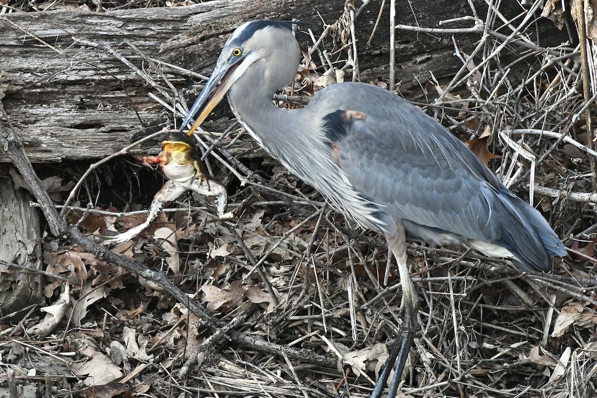 Great Blue Heron (Great Blue) - ML523265011