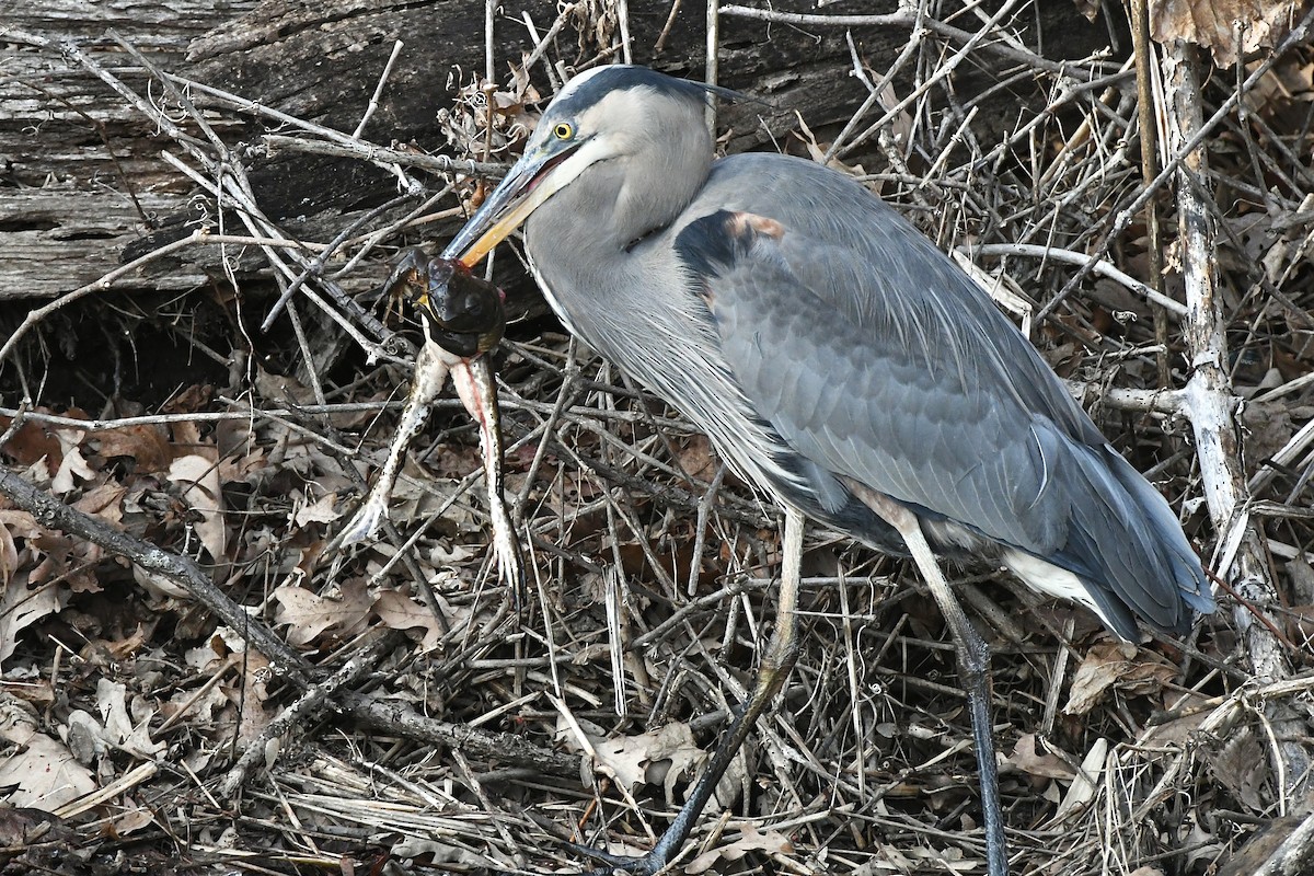 Great Blue Heron (Great Blue) - ML523265031