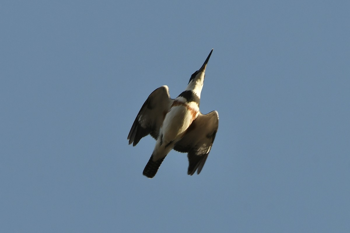 Belted Kingfisher - ML523265151