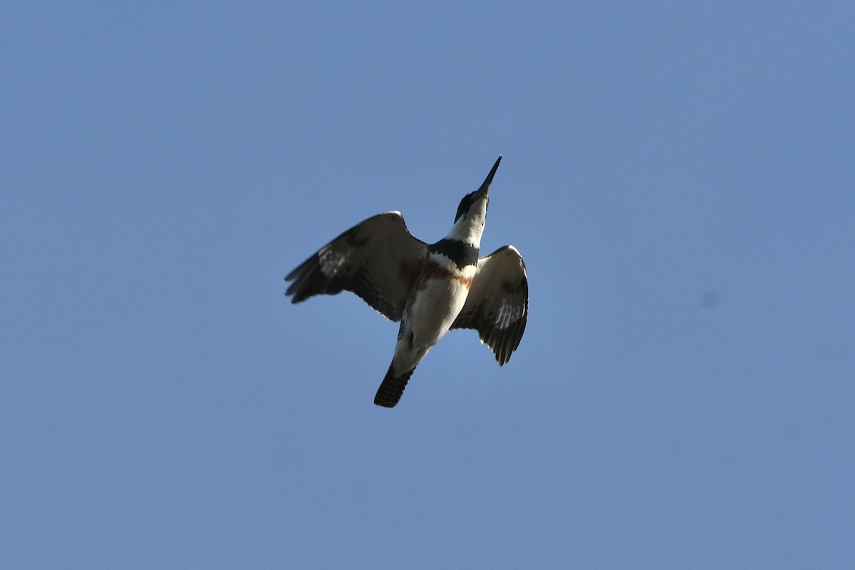 Belted Kingfisher - ML523265161