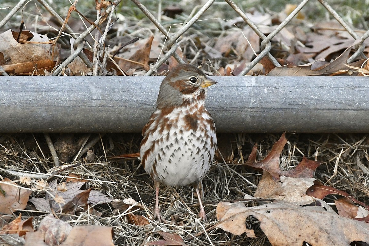 Fox Sparrow (Red) - ML523265201