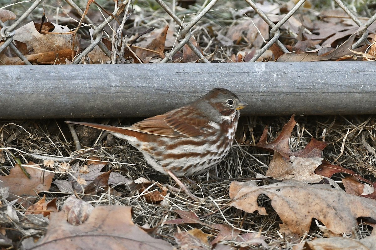 Fox Sparrow (Red) - ML523265211