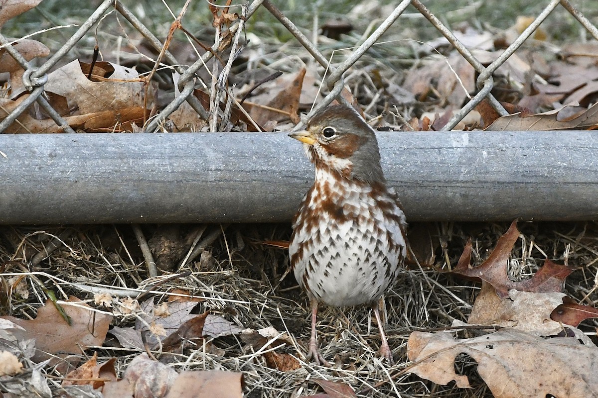 Fox Sparrow (Red) - ML523265221