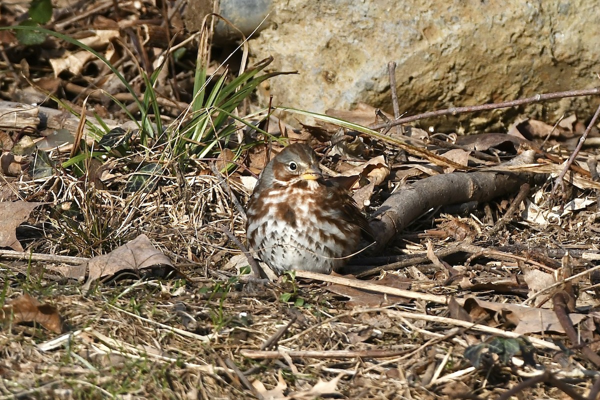 Fox Sparrow (Red) - ML523265231