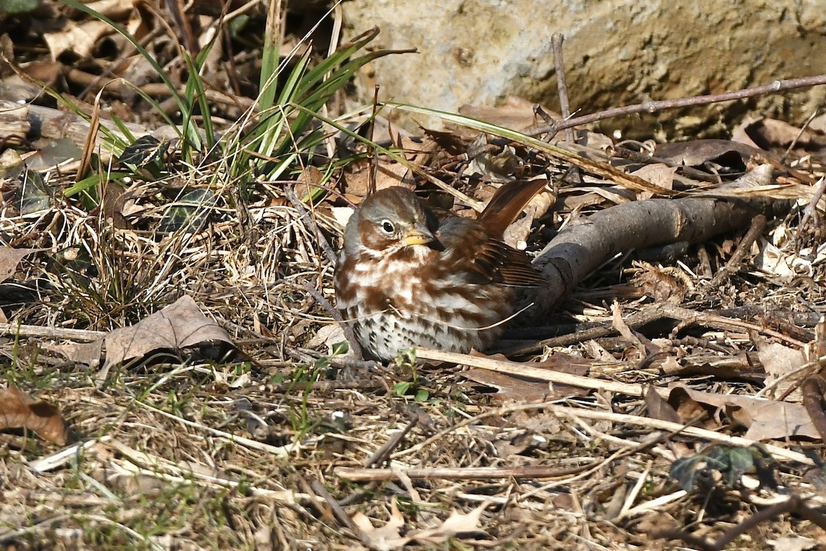 Fox Sparrow (Red) - ML523265241