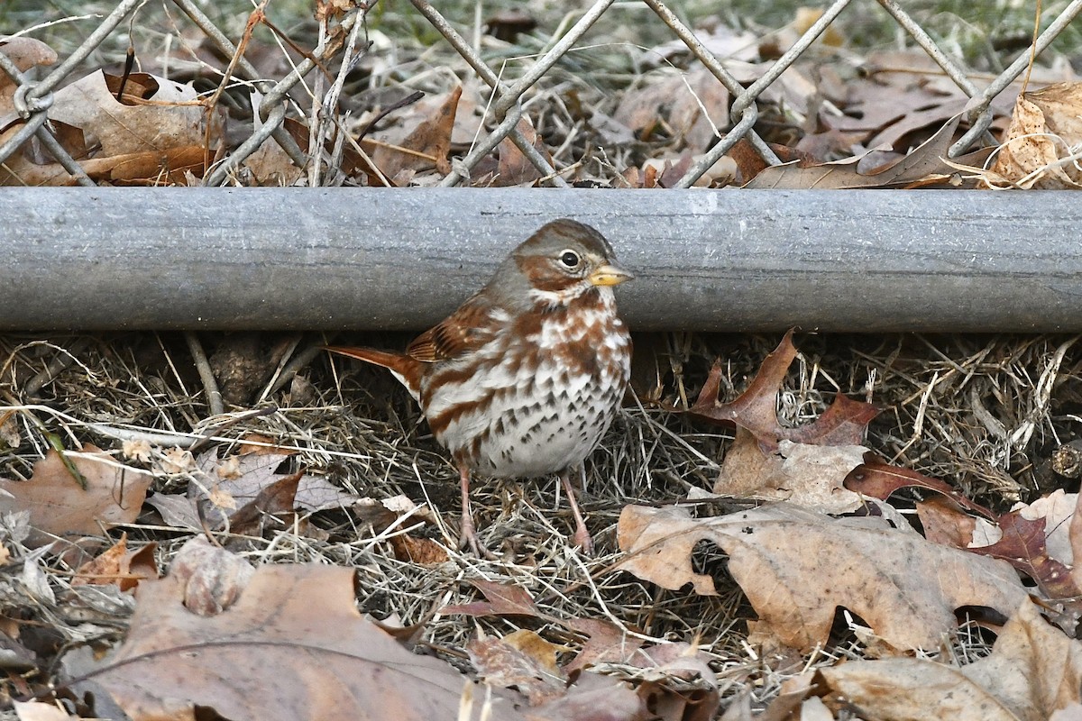 Fox Sparrow (Red) - ML523265251