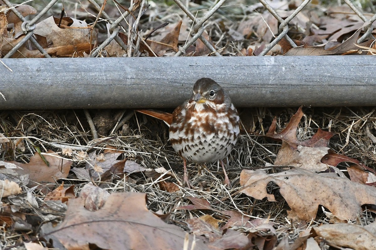 Fox Sparrow (Red) - ML523265261