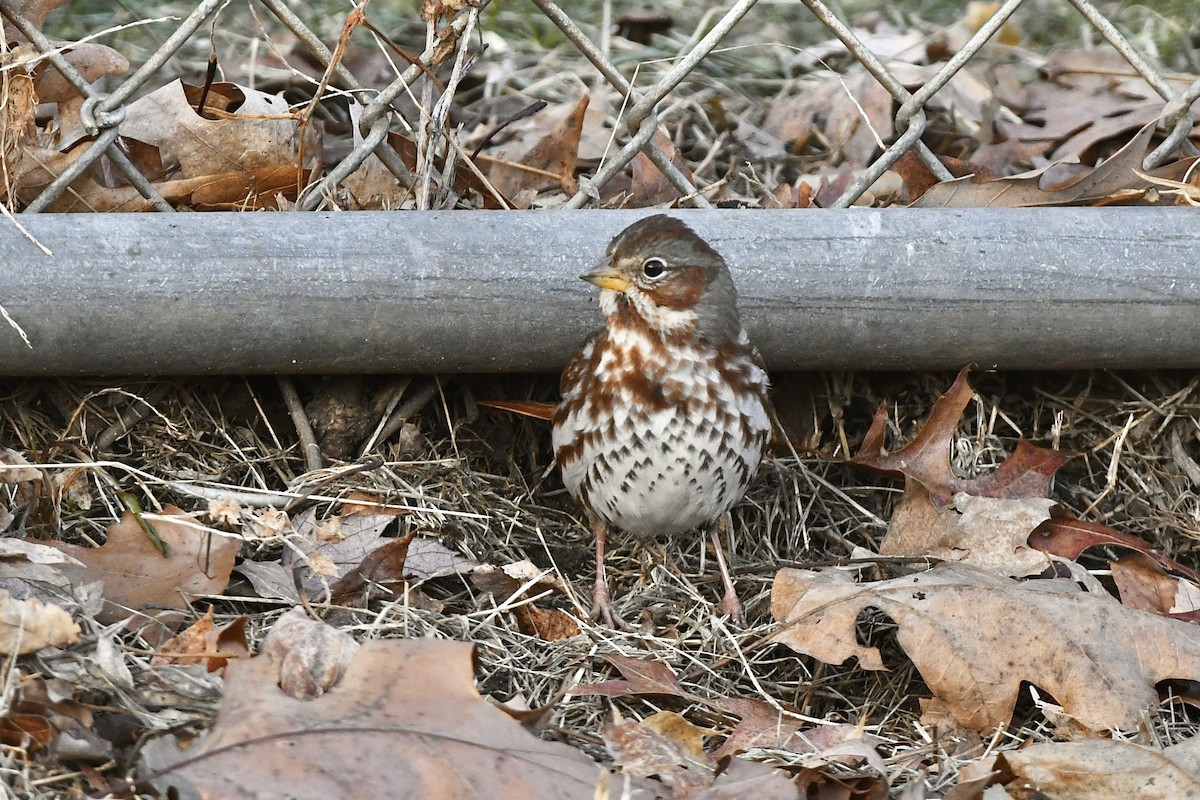 Fox Sparrow (Red) - ML523265271