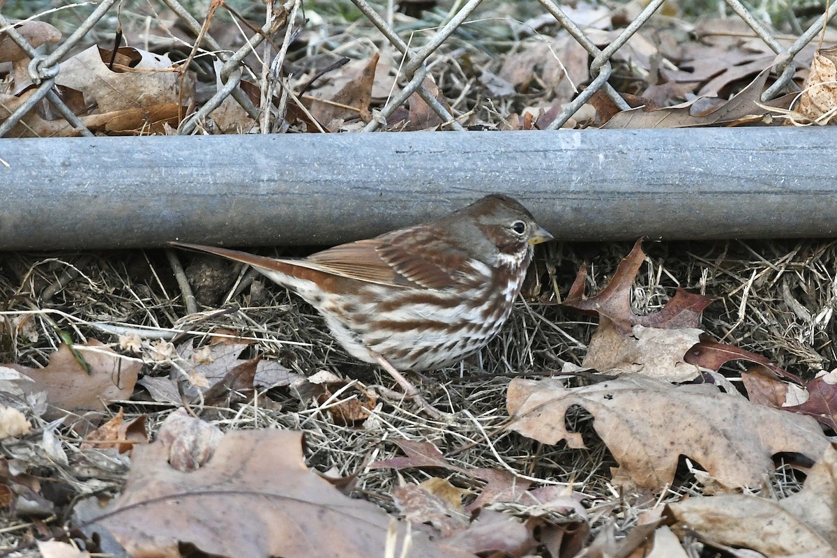 Fox Sparrow (Red) - Julien Amsellem