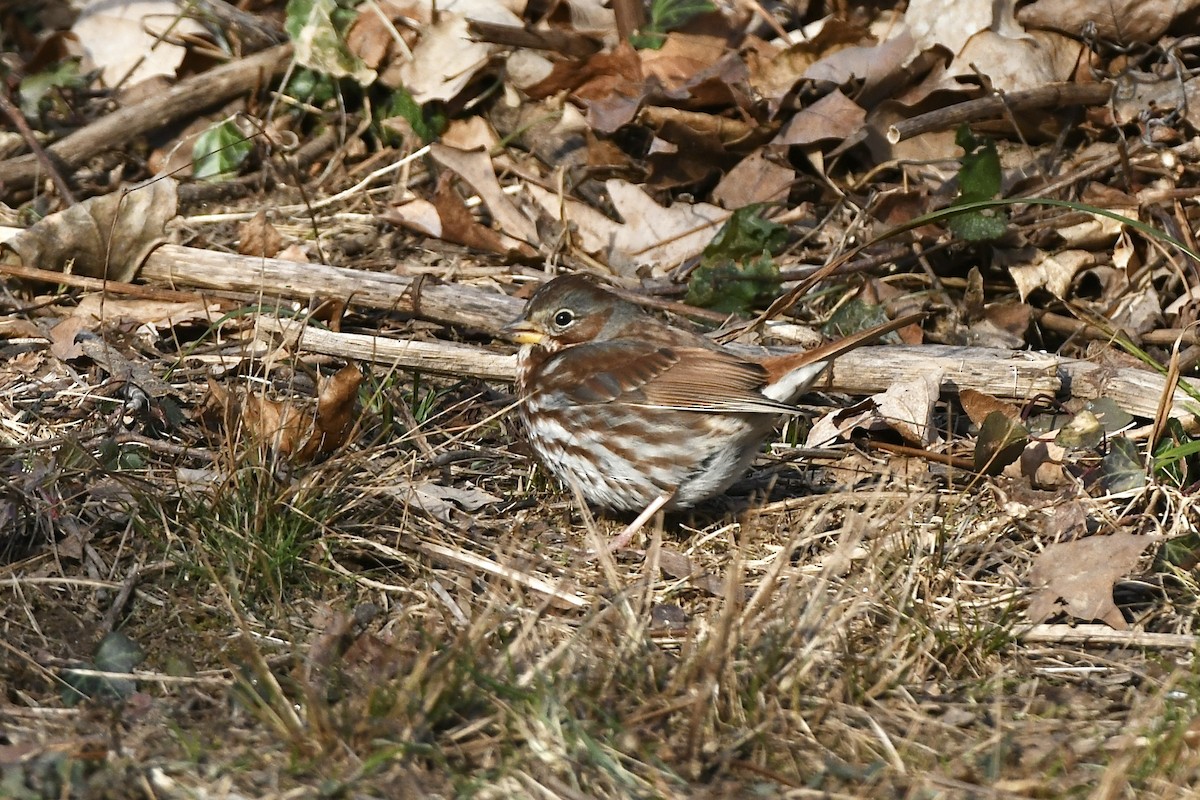 Fox Sparrow (Red) - ML523265291