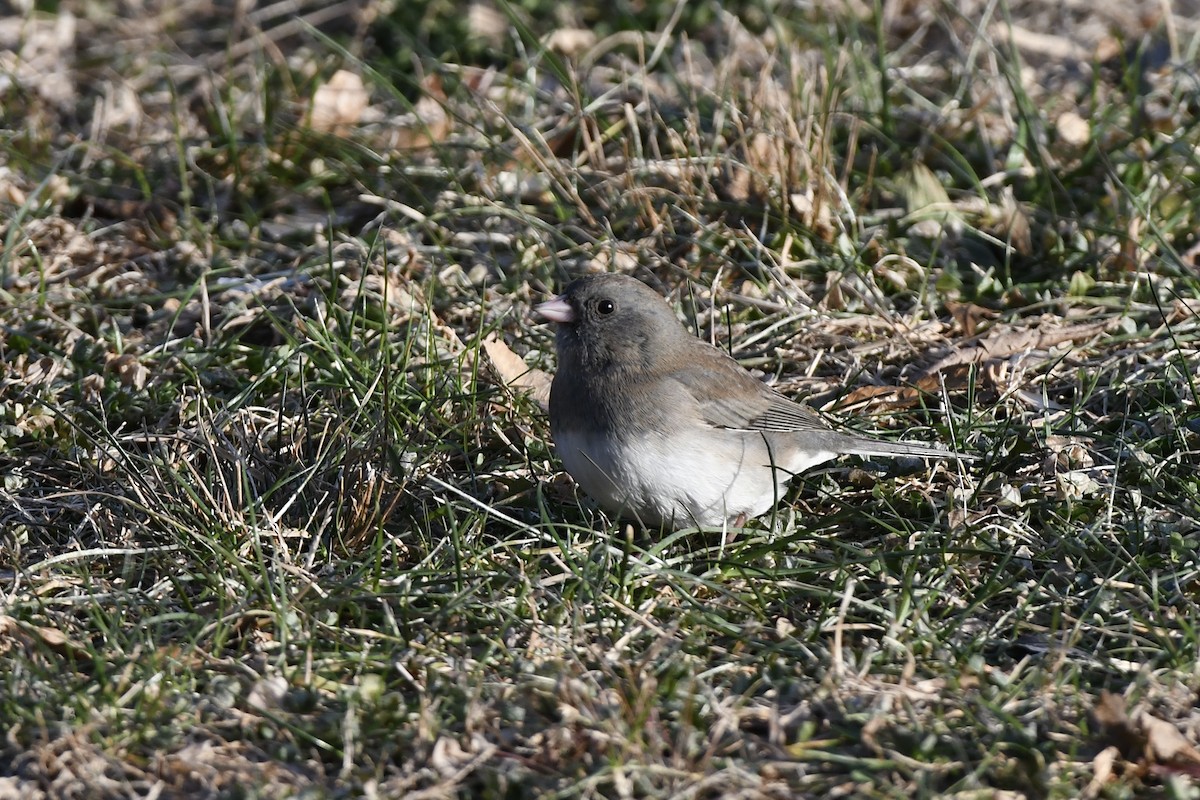 Junco ardoisé (hyemalis/carolinensis) - ML523265381