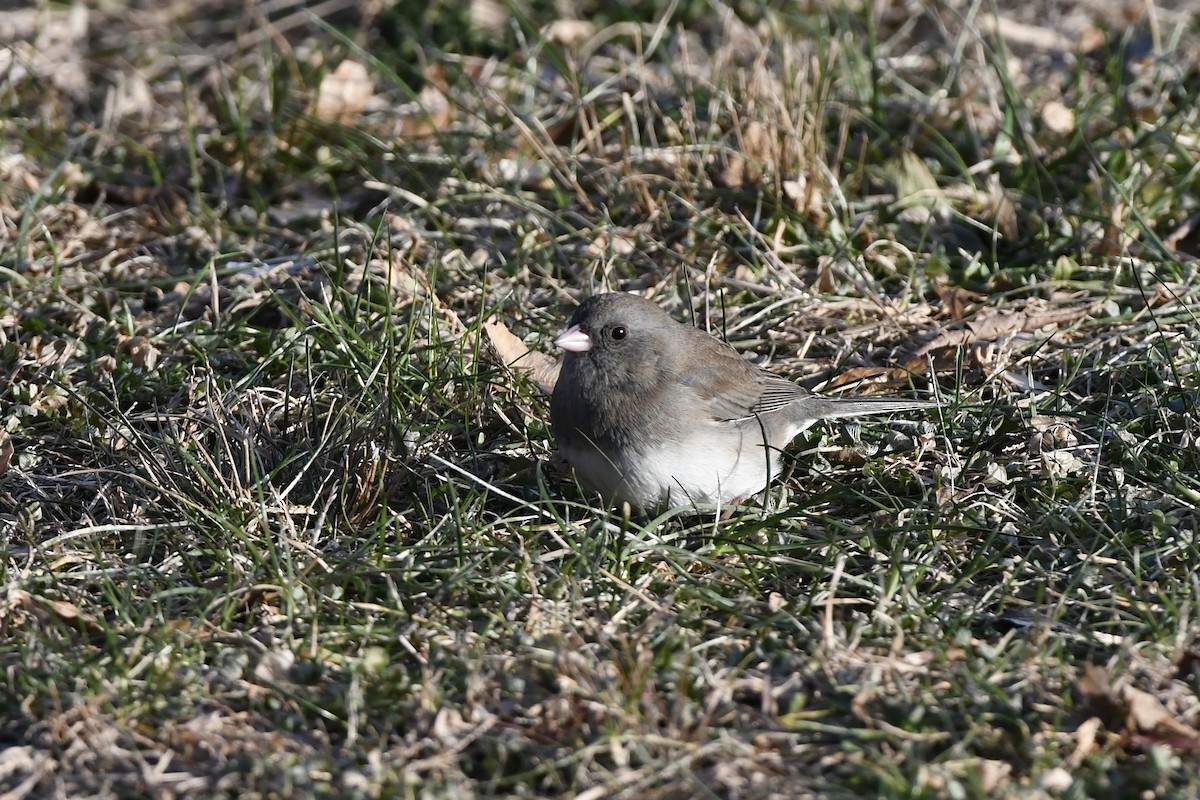 Dark-eyed Junco (Slate-colored) - ML523265391