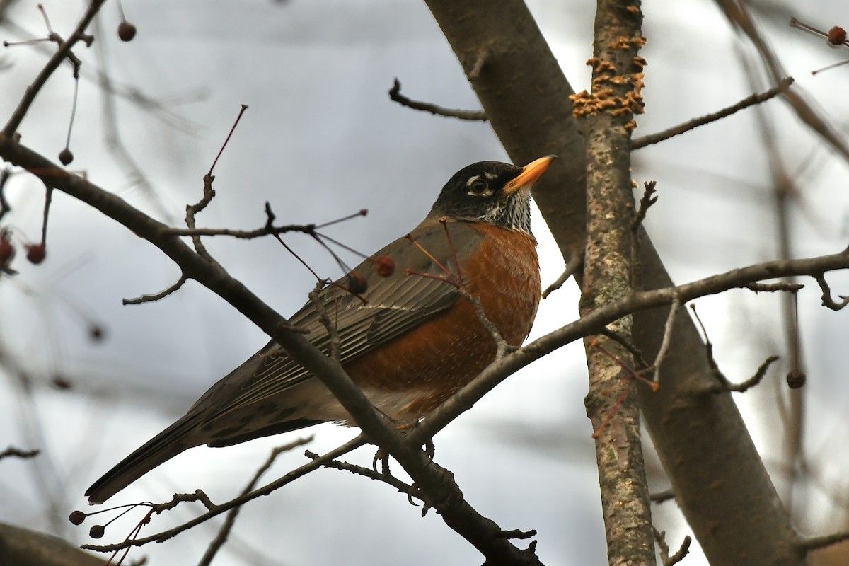 American Robin - ML523265441