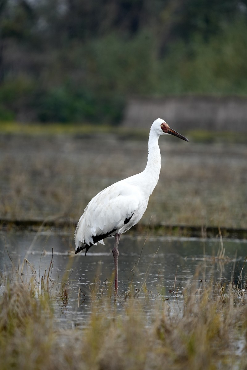 Siberian Crane - ML523265951