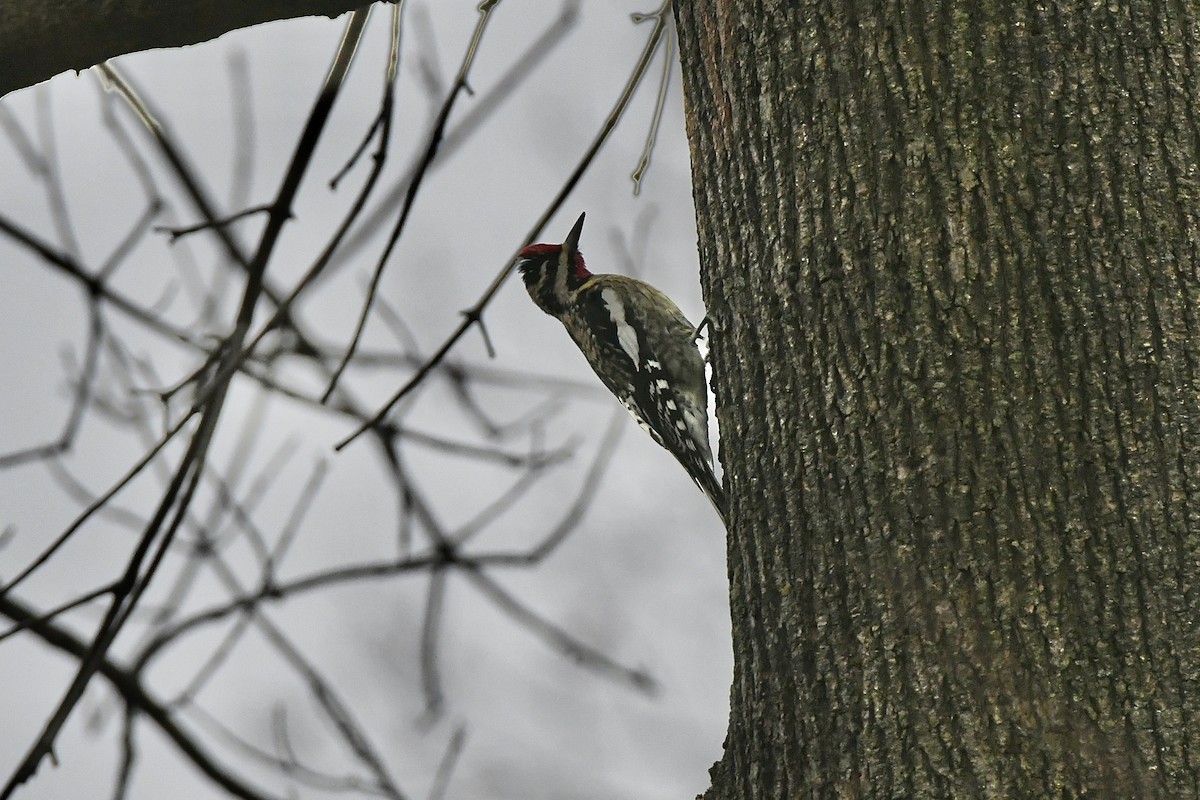 Yellow-bellied Sapsucker - ML523266211